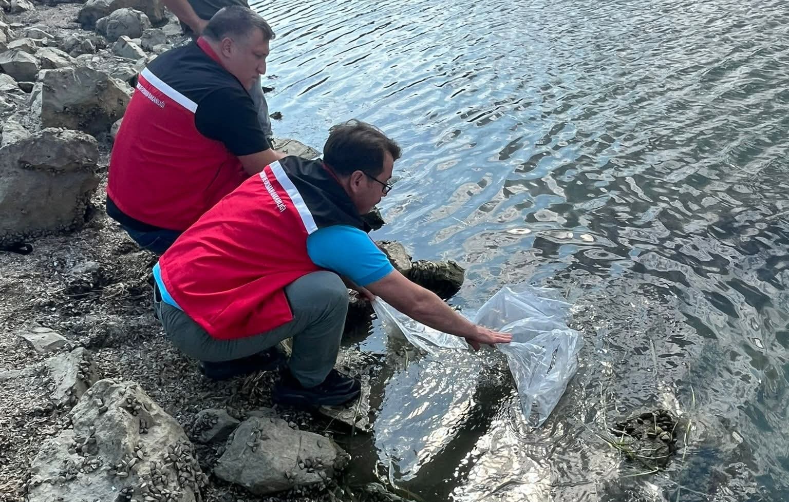 Tekirdağ’da göletlere 975 bin sazan yavrusu bırakıldı