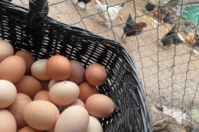 Okulların açılması yumurtayı "Mayıs çukuru"ndan kurtaracak