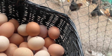 Okulların açılması yumurtayı "Mayıs çukuru"ndan kurtaracak