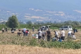Patates tarlasındaki ürünleri ücretsiz dağıttı