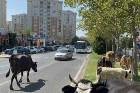 Çiftlikten firar eden inek sürüsü şehir merkezine indi