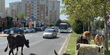 Çiftlikten firar eden inek sürüsü şehir merkezine indi