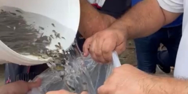 Hayrabolu’da göle 200 bin yavru sazan bırakıldı