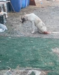 Esenyurt’ta çoban köpeklerine silahlı saldırı