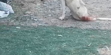 Esenyurt’ta çoban köpeklerine silahlı saldırı