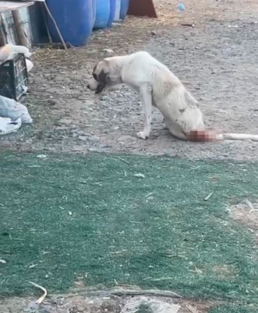 Esenyurt’ta çoban köpeklerine silahlı saldırı