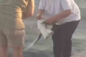 Oltaya balık yerine martı takıldı