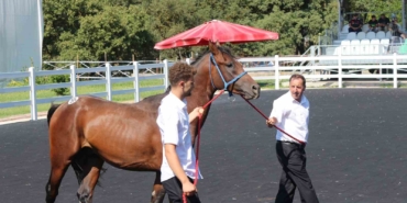 TİGEM’in en yüksek bedelli tayı e-satışla satıldı