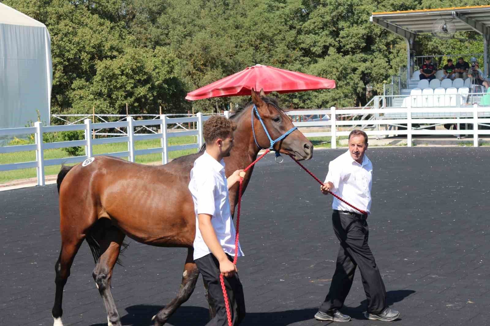 TİGEM’in en yüksek bedelli tayı e-satışla satıldı