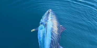 Selenyumun vücudun doğal savunmasına katkısı