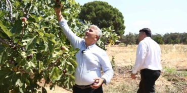 Zeytinlikler arasındaki ’bal’lı lezzet: Havran siyah inciri