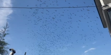 Sürü sürü dönüyorlar