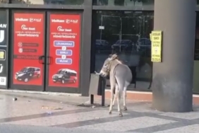 Edirne Otogarı’nda ilginç anlar: Başıboş eşek dubayı çaldı