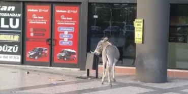 Edirne Otogarı’nda ilginç anlar: Başıboş eşek dubayı çaldı