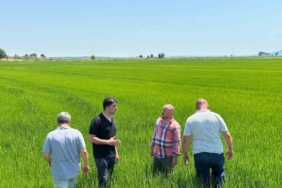 Edirne Ovası yeşile büründü: Çeltikte rekor beklentisi