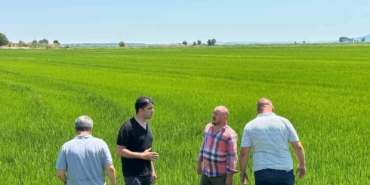 Edirne Ovası yeşile büründü: Çeltikte rekor beklentisi