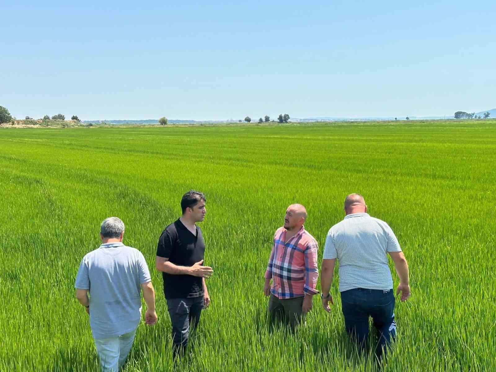 Edirne Ovası yeşile büründü: Çeltikte rekor beklentisi