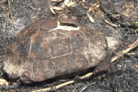 Sarıyer’de ormanlık alanda çıkan yangın kontrol altına alındı