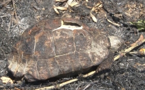Sarıyer’de ormanlık alanda çıkan yangın kontrol altına alındı