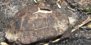 Sarıyer’de ormanlık alanda çıkan yangın kontrol altına alındı