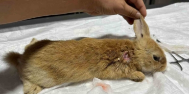 Yaralı halde bulunan tavşan tedavi altına alındı