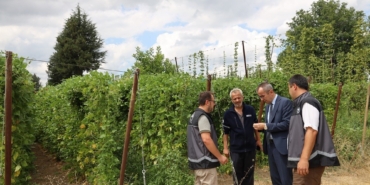 Tescilli Pazaryeri boncuk fasulyesinde hasat sezonu başladı