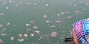 Tekirdağ’da gölette oksijen azalması nedeniyle balık ölümleri yaşandı