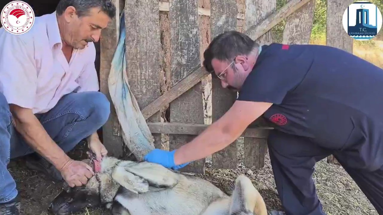 Çanakkale’de ’Sürü Köpeklerine Mikroçip Takılması ve Kimliklendirilmesi Projesi’ hayata geçti