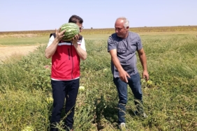 Tekirdağ’da karpuz üretimine yakından takip