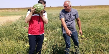 Tekirdağ’da karpuz üretimine yakından takip