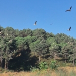Ağaçların tepeleri ’pamuk yumağı’ gibi oldu: Yüzlerce leyleğin Sultangazi’deki göç molası kamerada