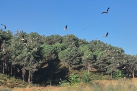Ağaçların tepeleri ’pamuk yumağı’ gibi oldu: Yüzlerce leyleğin Sultangazi’deki göç molası kamerada