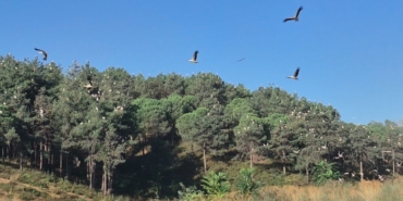 Ağaçların tepeleri ’pamuk yumağı’ gibi oldu: Yüzlerce leyleğin Sultangazi’deki göç molası kamerada