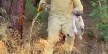 Orman ekipleri Çanakkale’de devam eden yangında kaplumbağa ve köpek yavrusunu kurtardı