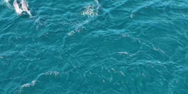 Erdek Körfezi’nde yunus sürprizi, Bandırma Limanı’nda lüfer şöleni