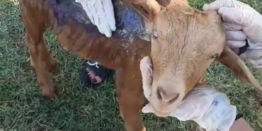 Çanakkale’de orman yangınında yanan keçi Emekli Hayvanlar Çiftliği’nde tedavi altına alındı