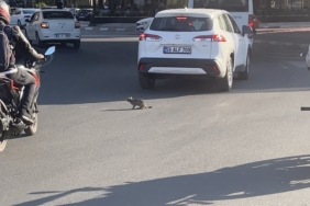 Yavru kedi trafikte sürücülere zor anlar yaşattı