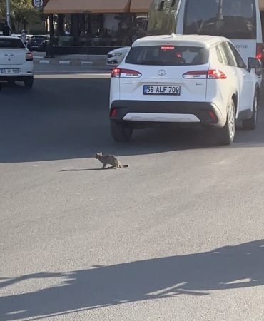 Yavru kedi trafikte sürücülere zor anlar yaşattı