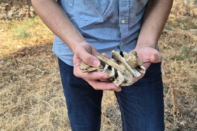 Ecdada saygısızlık: Kırımizade Şeyhinin mezarı talan edildi