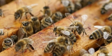 Muratlı’da bal üreticileri hasattan memnun