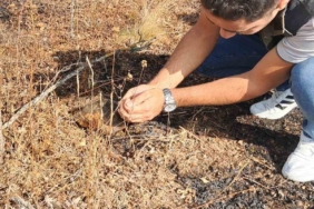 Kaplumbağa yangından son anda kurtarıldı