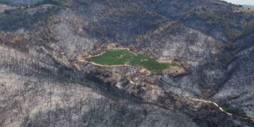 ALJ Türkiye’den 1.4 milyon fidan ile başlayan ağaç seferberliği