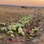 Tekirdağ’da israf tepkisi: Karpuzlar yola saçıldı