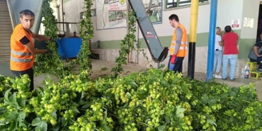 Bilecik’te ’yeşil altın’ diye adlandırılan şerbetçiotunun hasadı başladı