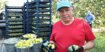 Nilüfer’de incir hasadı başladı