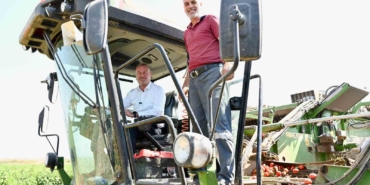 Domatesin başkenti Karacabey’de hasat sezonu sürüyor