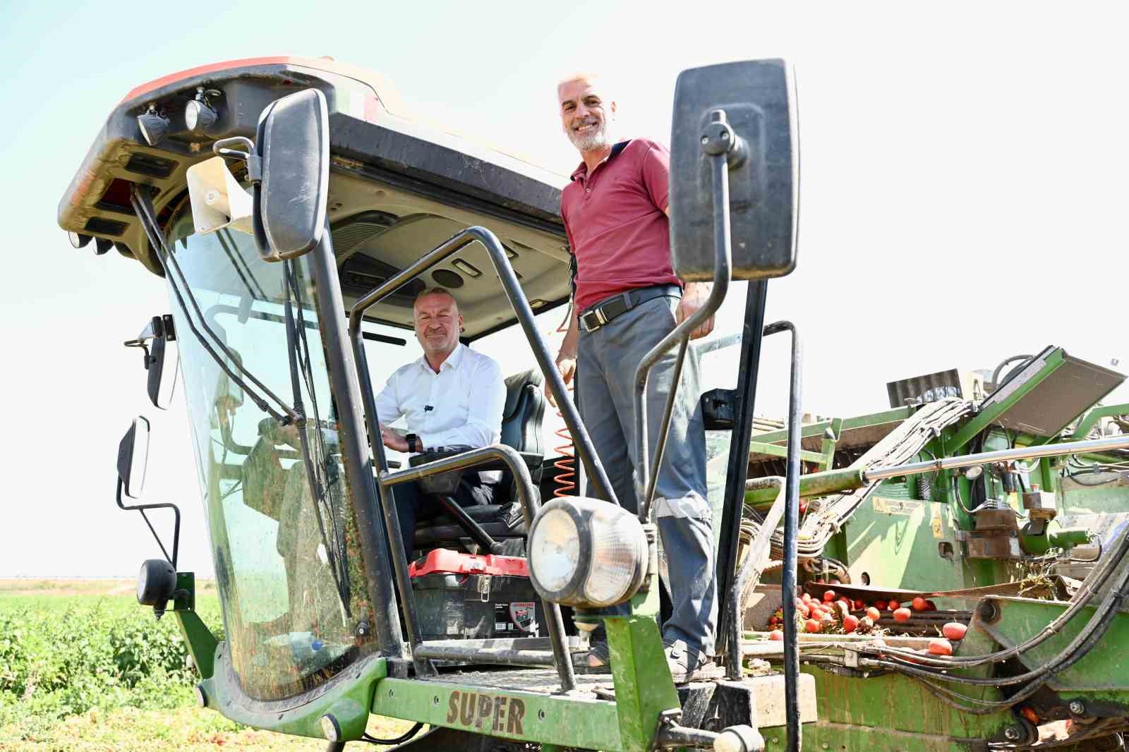 Domatesin başkenti Karacabey’de hasat sezonu sürüyor