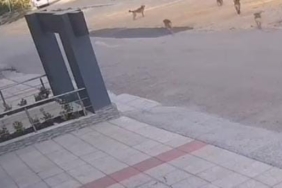 Bursa’da köpek saldırısından son anda kurtuldular