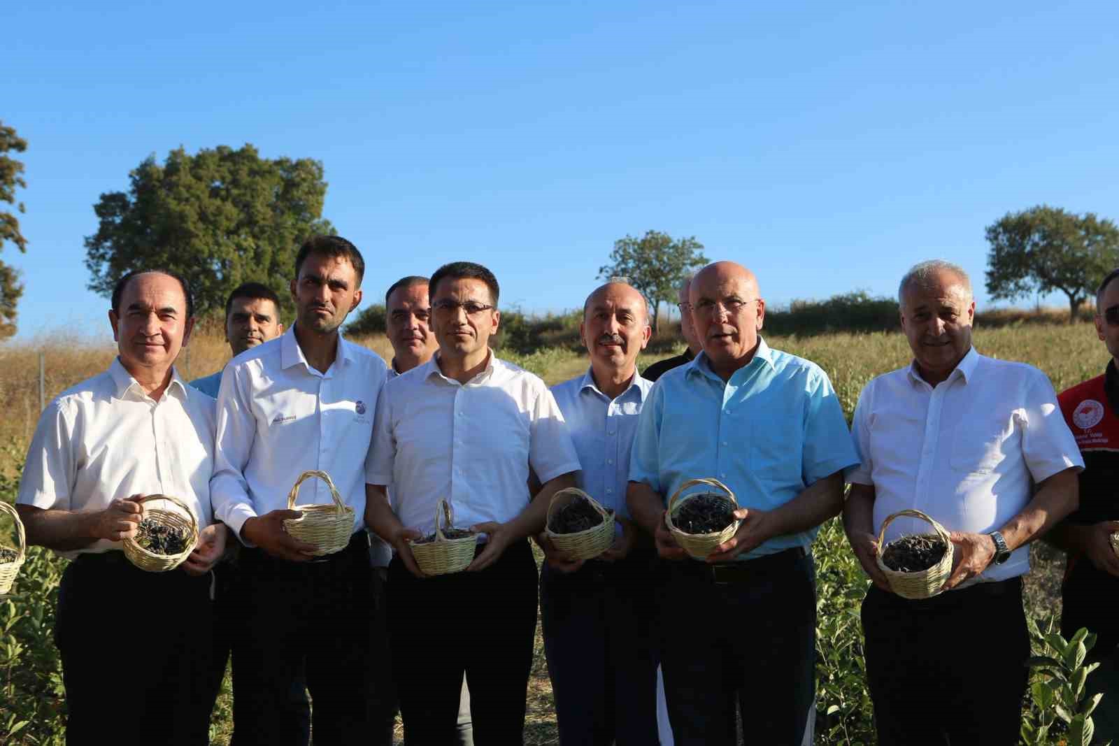 Gönen’de 2. aronya hasadı yapıldı