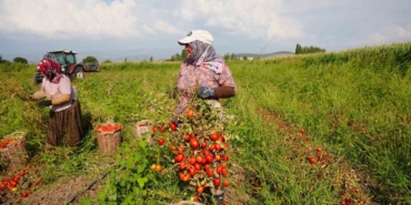 Sındırgı’da domates hasadı depreme rağmen devam ediyor